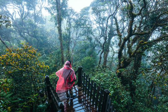 Woman walking on a trail in the mossy forest on a rainy day, Cameron Highlands, Malaysia