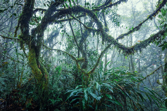 Fototapeta Moss covered trees in the tropical rainforest of Cameron Highlands, Malaysia
