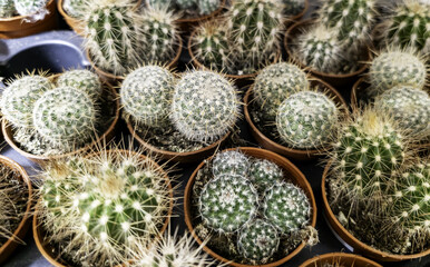 Green spiked cactus