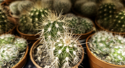 Obraz premium Green spiked cactus