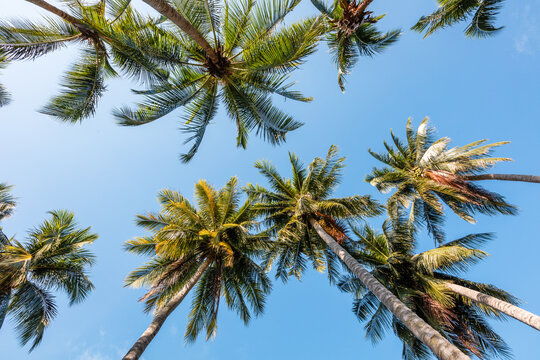 Palm trees and blue sky from below
