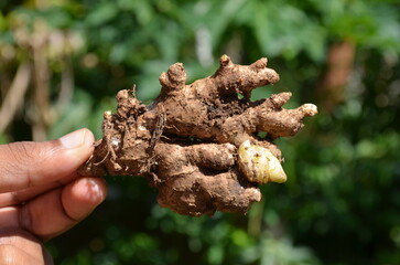 Fresh ginger held in the hand after harvesting. Ginger roots are known to be used for its medicinal properties