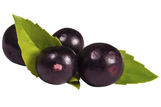 Luscious Acai Berries  Nature's Superfood, Rich in Antioxidants and Vitamins