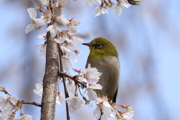 メジロとサクラ