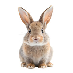 Fototapeta premium cute rabbit