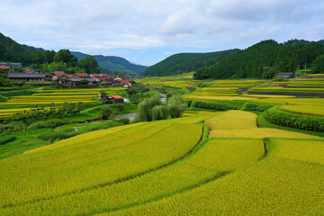 Fototapeta premium rice field in thailand