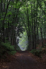 Fototapeta premium 通り道