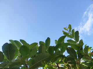 Guava or guava pear or jambu biji leaves on tree against the Blue Sky at sunny day. Guava leaves as...