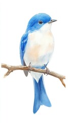 Obraz premium Watercolor Painting of a Bluebird Perched on a Branch