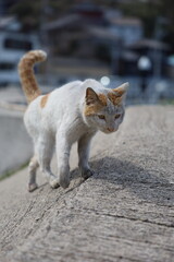 漁港の猫