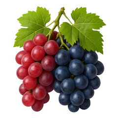 Fototapeta premium Bunch of ripe red and blue grapes with green leaves