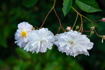 Reich blühende Ramblerrose