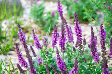 Salbei im Garten - Lila Blüten als Farbklecks und Bienenweide