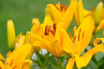 Gelber Blütentraum - frische gelbe Lilien Blüten