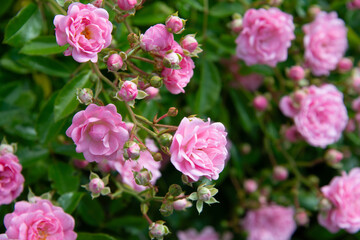 Wundersch&ouml;n - zarte ros&eacute; Buschrosen-Bl&uuml;ten in H&uuml;lle und F&uuml;lle an einem Hang