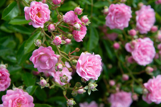 Wundersch&ouml;n - zarte ros&eacute; Buschrosen-Bl&uuml;ten in H&uuml;lle und F&uuml;lle an einem Hang