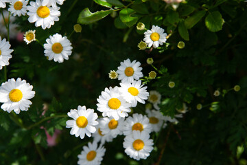 Weiß-gelbe Farb Kleckse der Natur - kleine und zarte Blüten vor grünem Hintergrund