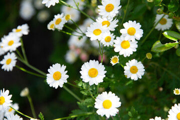Bauerngarten - Mutterkraut mit weißen Blüten im Sommerlicht