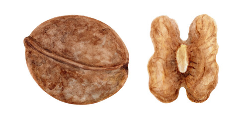 Watercolor set walnut, hand-drawn illustration on a white background. Elements for the design.