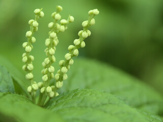新緑の5月に咲いたフタリシズカ