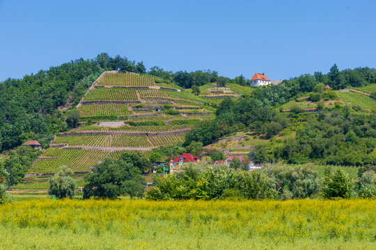 Weinberge