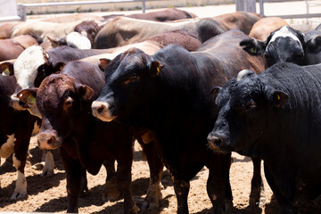 Raising cows for meat on specialized farms