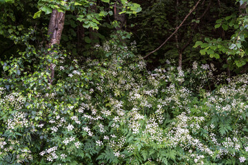 burdock at the edge of the forest,Torilis arvensis, Rialb Valley, Ordino district, Andorra, Europe