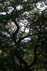 Branches reach for the light: A majestic tree with intricate branches extends upwards, creating a sense of awe and tranquility as sunlight filters through the leaves.