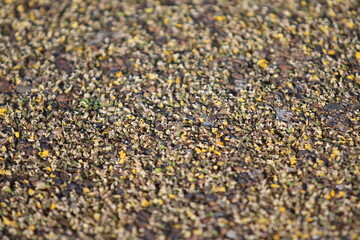 Close-Up of Ground Corn: A detailed close-up showcases ground corn kernels scattered on a surface,...