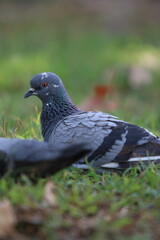 City Pigeon on Green Lawn: A detailed close-up captures the intricate plumage of a urban pigeon as it rests peacefully amidst the lush greenery of a park.