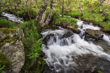 Fototapeta premium Estanyó river through the forest, Sorteny Valley Natural Park, Ordino district, Andorra, Europe