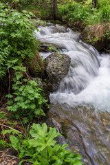 Estanyó river through the forest, Sorteny Valley Natural Park, Ordino district, Andorra, Europe