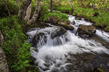 Estanyó river through the forest, Sorteny Valley Natural Park, Ordino district, Andorra, Europe