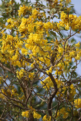 Golden Blossom Canopy: A vibrant tableau of a tree bursts into a radiant display of yellow blooms, its branches interwoven against a bright sky. An ode to nature's artistry.