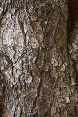 Tree Bark Texture: Close-up shot of rough, textured tree bark, showing intricate patterns and cracks in shades of brown and grey.  Perfect for backgrounds and textures. 