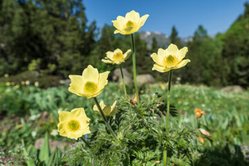 Alpine pasqueflower in bloom, belonging to the buttercup family, Sorteny Valley Natural Park,...