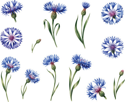 Collection of watercolor vector illustrations of cornflower blooms and green leaves isolated on white background