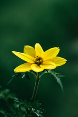 Flower petals on a sunny day
