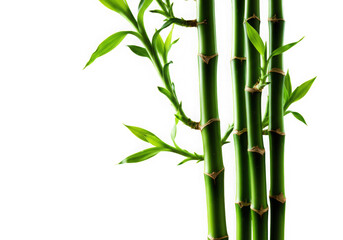 Fototapeta premium Vibrant green bamboo shoots on black background
