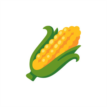 an illustration of corn on a white .Golden maize corn cob isolated. Corn in the peel, vector 10 eps.
