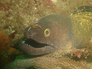 Symbiotic Harmony: Moray Eel and Cleaner Shrimp in Caribbean Coral Reef