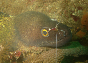 Symbiotic Harmony: Moray Eel and Cleaner Shrimp in Caribbean Coral Reef