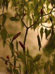 Ripening red hot peppers and green leaves