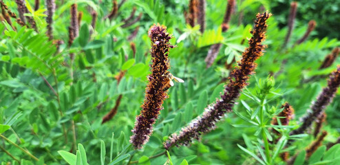 Purple long flower amorpha with nectar collecting bee blooms on bush. Panorama.