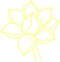 jasmine vector flower illustration transparent pattern 