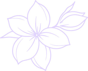 jasmine vector flower illustration transparent pattern 