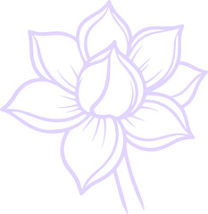 jasmine vector flower illustration transparent pattern 