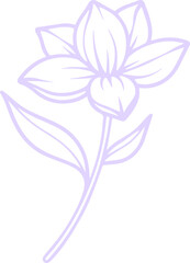 jasmine vector flower illustration transparent pattern 