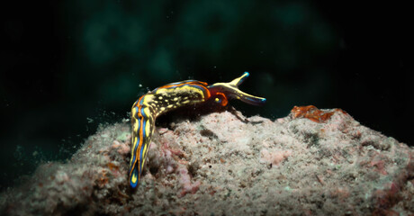 Thuridilla Hopei Nudibranh maro detail, Adriatic Sea