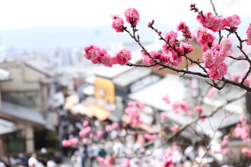 梅の花